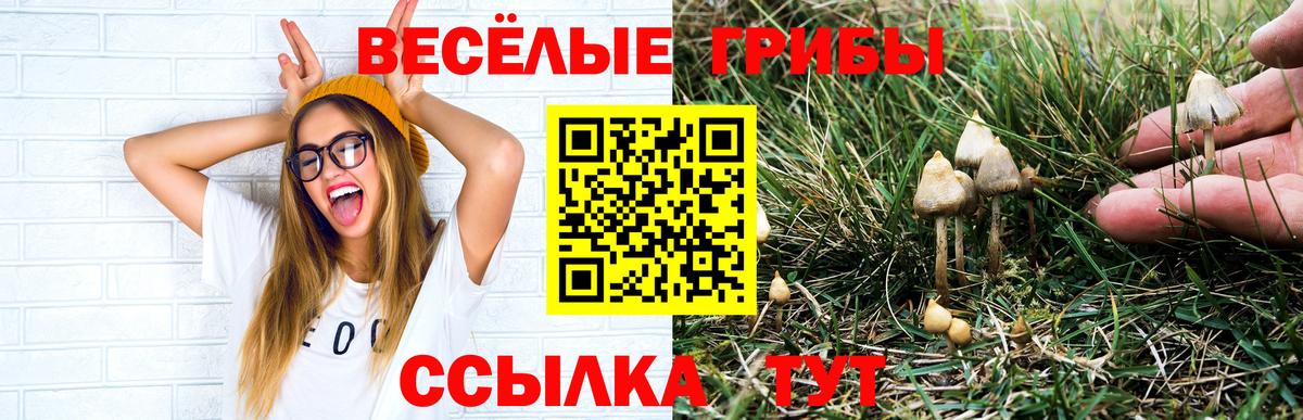 Псилоцибиновые грибы Cubensis Салават